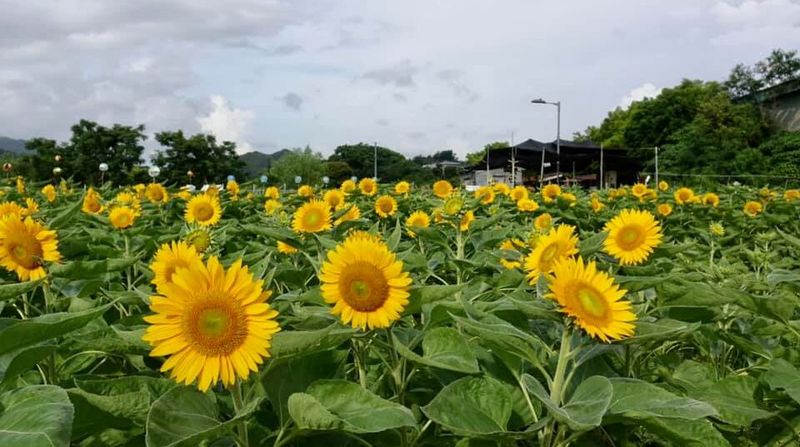 信芯園太陽花